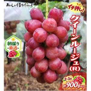 新鮮朝採り 長野県産 クイーンルージュ(R) 2～3房 計900g以上! 2026年9月中旬発送予定