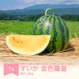 金色羅皇 1玉(5～6kg)