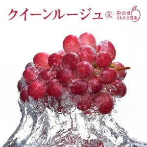クイーンルージュ(R)1房(450g以上の完全房)《信州うちやま農園》●2026年発送●