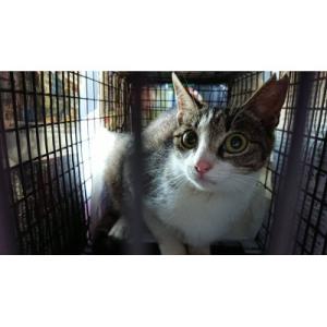 ふるさと納税 大和高田市 【返礼品なし】TNR活動(野良猫避妊・去勢手術助成金事業等)への寄附　1口...