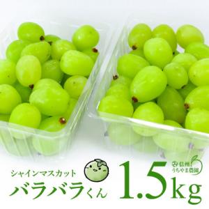 【訳あり品】シャインマスカット(バラバラくん) 1.5kg!【2026年9月中旬より順次発送】
