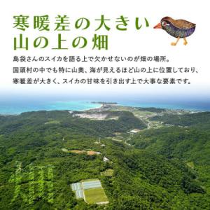 ふるさと納税 国頭村 【先行受付・2026年8...の詳細画像2