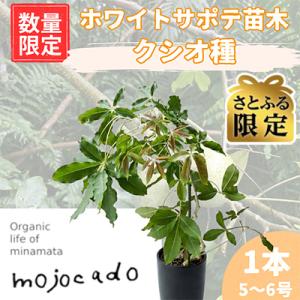 ふるさと納税 水俣市 【さとふる限定】【数量限定】ホワイトサポテ苗木 クシオ1本(5〜6号) 接ぎ木苗 トロピカルフルーツ