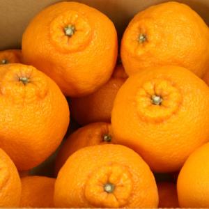 ふるさと納税 日高町 厳選 不知火10kg+2...の詳細画像2