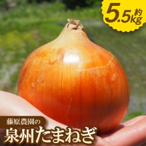 《約5.5kg》藤原農園の泉州たまねぎ　なにわの伝統野菜　サイズ混合