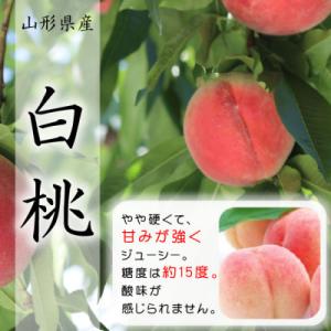 令和8年産先行受付　山形県中山町産 白桃3kg 品種おまかせ  軟らかくなる桃