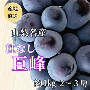 ◆2026年発送◆産地直送 山梨名産!種なし巨峰 2～3房(約1kg)