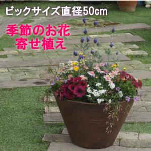 ふるさと納税 朝倉市 ビッグサイズ　季節のお花寄せ植え　直径50cmの鉢に季節のお花を植え込みました。