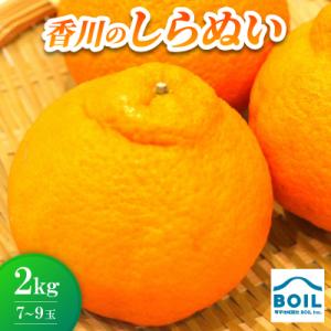 ふるさと納税 香川県 しらぬい(デコポン)約2kg(7〜9玉)