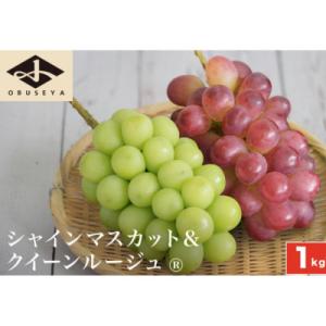 ふるさと納税 小布施町 【2026年発送】シャインマスカット&amp;クイーンルージュ 約1kg 各1房