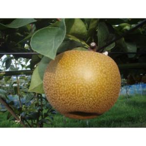 ふるさと納税 磐田市 【先行受付】【150口限定】梨『あきづき』(2026年8月下旬〜9月中旬発送予定)