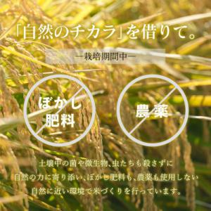 ふるさと納税 足利市 のりちゃん米 玄米(にじ...の詳細画像2