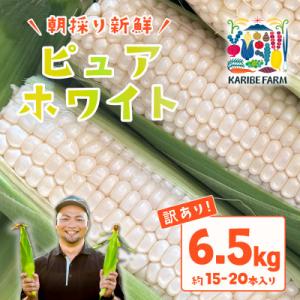 【訳あり】下妻朝採りとうもろこし(ピュアホワイト)約6.5kg 約15-20本入 6月下旬から発送