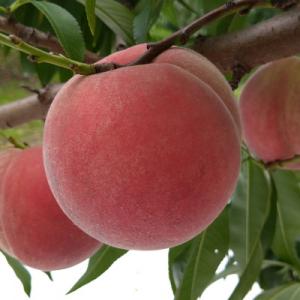 ふるさと納税 長野県 令和8年産 桃 [なつっこ][訳あり品]約3kg(7〜12個) 長野県産