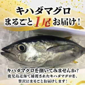 鹿児島近海キハダマグロ1尾 008-57