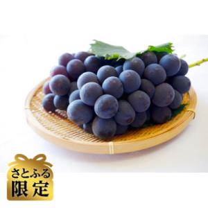 ふるさと納税 長野県 [さとふる限定]信州ハピネスフルーツ ナガノパープル2房1kg皮ごとOK