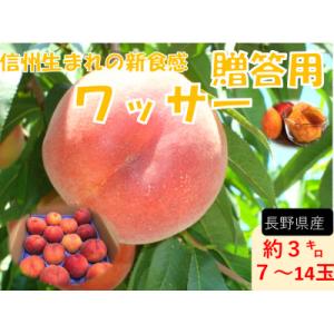 ふるさと納税 長野県 [2026年発送]フルーツ果物王国 長野県信州直送 ワッサー 約3kg[秀品][贈答品]