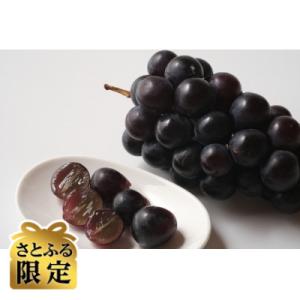 ふるさと納税 長野県 [さとふる限定]信州ハピネスフルーツ ナガノパープル粒1000g[数量限定・家庭用]