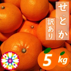 ふるさと納税 八幡浜市 愛咲果樹園「せとか」訳あり約5kg【C71-38】