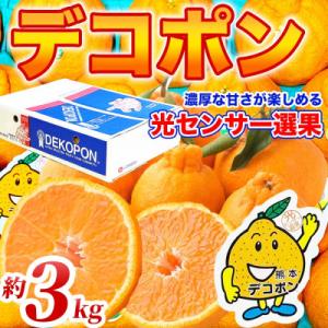 ふるさと納税 山鹿市 デコポン 6〜13玉 約3kg(山鹿市)