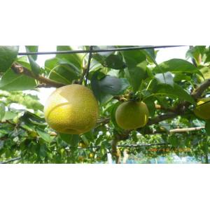 ふるさと納税 磐田市 【限定30口】梨『幸水』...の詳細画像1