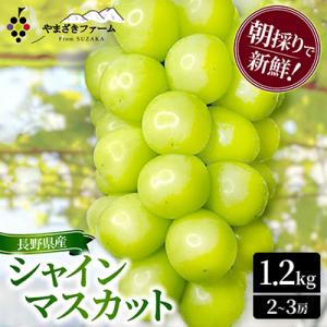 ふるさと納税 長野県 朝採り・樹成り完熟! シャインマスカット1.2kg以上(2〜3房)