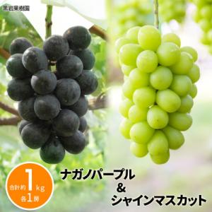 ふるさと納税 長野県 [2026年発送]ナガノパープル&シャインマスカット 合計約1kg (各1房)[黒岩果樹園]