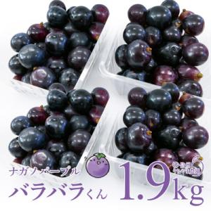 (訳あり)信州うちやま農園のナガノパープル(バラバラ君)　1.9kg　●2026年発送●