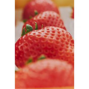 ふるさと納税 鹿沼市 【有機JAS認証いちご使...の詳細画像3