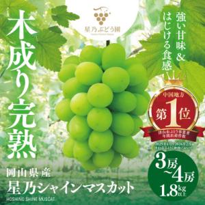 先行受付【三つ星ぶどう】星乃シャインマスカット (3房～4房 1.8kg以上) 岡山県産