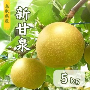 ふるさと納税 智頭町 鳥取県産 新甘泉梨 5kg