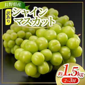 約1.5kg!!訳あり シャインマスカット (2～3房) 長野県産 2026年発送【さとふる限定】