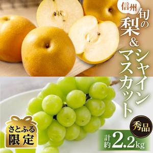 南信州産 JA秀品 シャインマスカット(1房)・旬の梨(4玉)セット 計約2.2kg【さとふる限定】