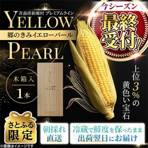 ふるさと納税 青森県 【関東・関西限定】収穫の翌日届く!「郷のきみイエローパール」高級とうもろこし　1本【さとふる限定】