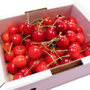 ふるさと納税 長井市 「秀品」さくらんぼ佐藤錦500g(L・化粧箱・バラ詰)_H039