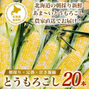 ふるさと納税 当別町 石田ファームとうもろこし20本セット