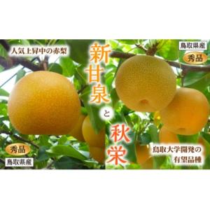 新甘泉・秋栄セット 秀品 2.5kg箱【スクスク農場】