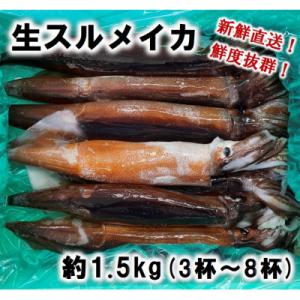 ふるさと納税 普代村 【配送地域限定】生スルメイカ 約1.5kg(3杯〜8杯) イカ イカ刺し