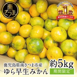 【先行受付】 温州 ゆら早生 みかん 約5kg [9月発送開始] 柑橘フルーツ 果物 鹿児島県産