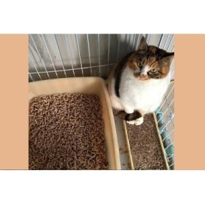 ふるさと納税 庄内町 森の猫砂の詳細画像1
