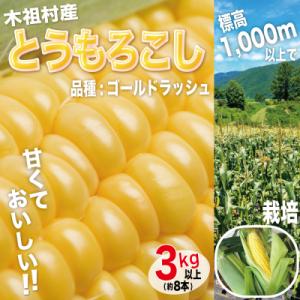 ふるさと納税 木祖村 【標高1,000m超えで栽培。甘くて美味しい!】木祖村産とうもろこし3キロ以上(約8本)｜y-sf