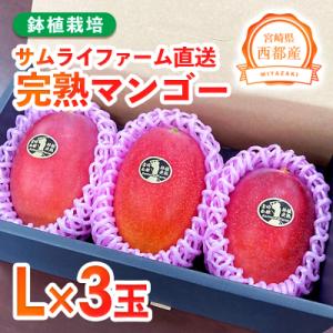 【先行受付】西都市産完熟マンゴー L×3個 鉢植栽培[2916]
