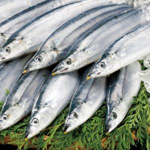 ふるさと納税 根室市 【年内配送】【北海道根室産】さんま20尾 A-70003