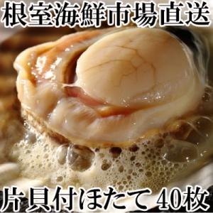 ふるさと納税 根室市 片貝ほたて40枚 A-14134