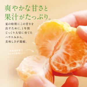 ふるさと納税 南さつま市 【7〜8月発送】ハウ...の詳細画像2