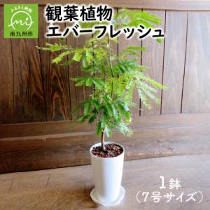 ふるさと納税 南九州市 観葉植物 エバーフレッシュ7号サイズ1鉢｜さとふる