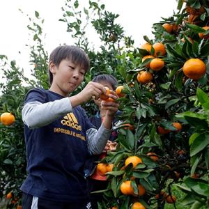 ふるさと納税 伊豆の国市 みかん狩りと宝探し体験券(2名様用)/みかんのお土産(約5kg)付き