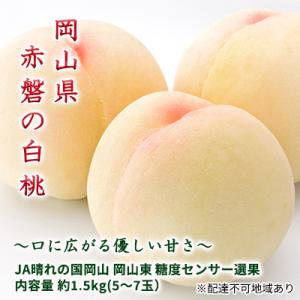 ふるさと納税 赤磐市 桃 赤磐の 白桃 約1.5kg 5〜7玉 糖度センサー選果  2024年[NO...