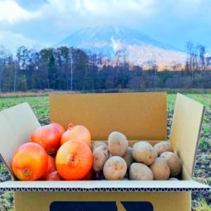 ふるさと納税 京極町 北海道産じゃがいも〈キタアカリ〉10kg・玉ねぎ10kgセット[No.5225-0096]