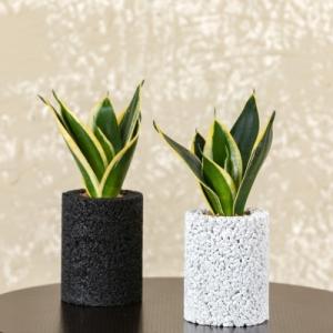 サンスベリアハニーの商品一覧 通販 Yahoo ショッピング